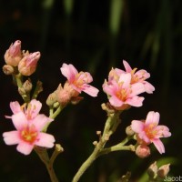 Melochia umbellata (Houtt.) Stapf